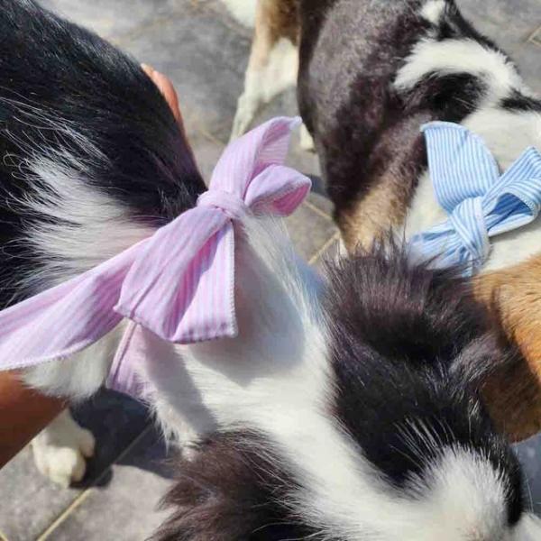 강아지 고양이 쿨스카프