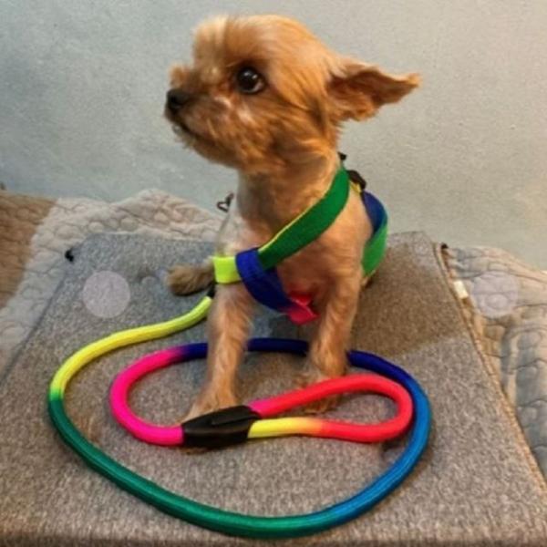 애견 강아지 무지개 산책줄 가슴줄 리드줄 세트 1.3m