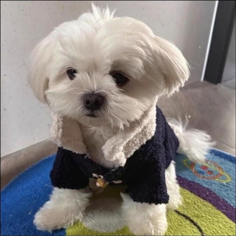 강아지 외투 강아지코트 떡볶이단추 겨울옷 반려동물
