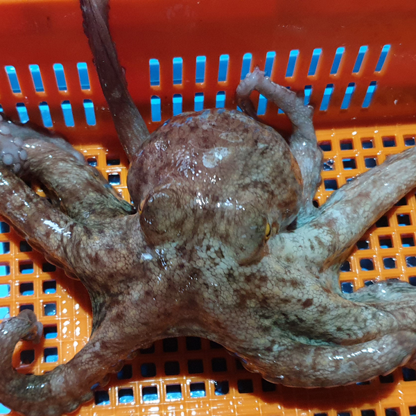 [고흥_생생 활문어] 자연산 돌문어 1kg