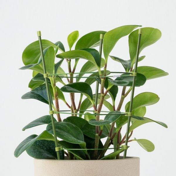 몬스테라 식물 화초 지지대 4size