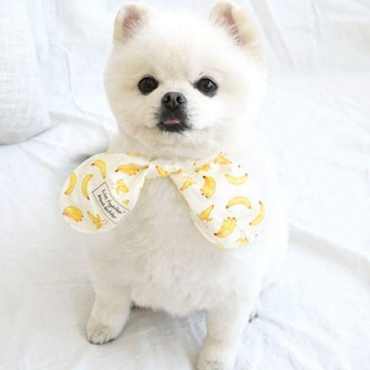 강아지 스카프 M 2색 애견 악세사리 목도리 머플러 목도리 악세사리 스카프 애견 개 강아지 용품 고양이