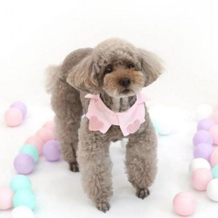 패리스독 강이지 고양이 베이비 하트 스카프 핑크 고양이 목도리 베이비 패리스독 스카프 핑크 강이지