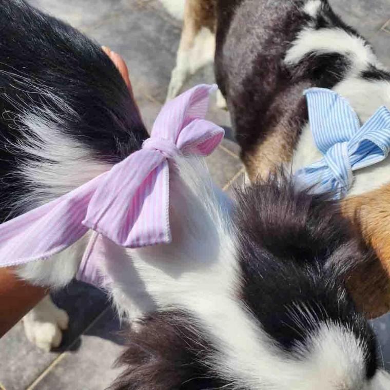 강아지 고양이 쿨스카프 쿨링 강아지 냉 얼음 목도리 쿨머플러 묘 타월 수건 반려 견 스카프