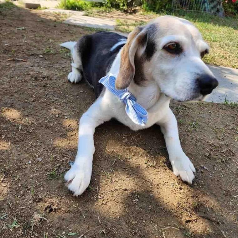 쿨링 반려묘 반려견 쿨스카프 쿨머플러 반려 쿨링 목도리 냉 타월 수건 견 얼음 강아지 묘 스카프