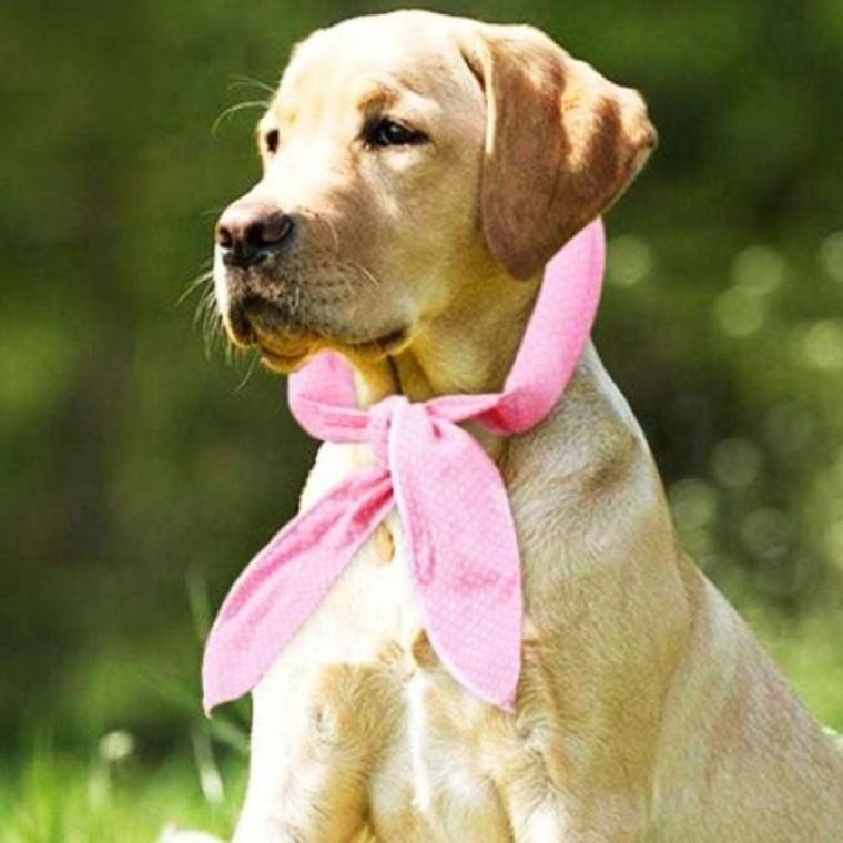 애견 시원한스카프 넥쿨러 여름용품 워머 목도리 머플러 애견 냥이쿨 쿨링 쿨 강아지 당근 스카프