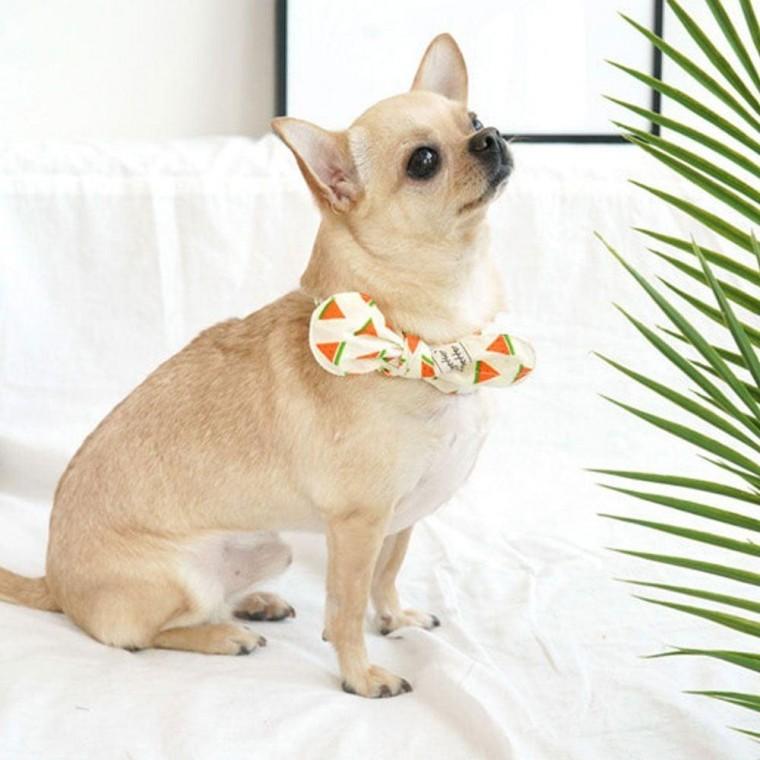 수박 트로피칼 강아지 애견 머플러 스카프 S X2개 케이프 고양이 목도리 머플러 강아지 펫스카프