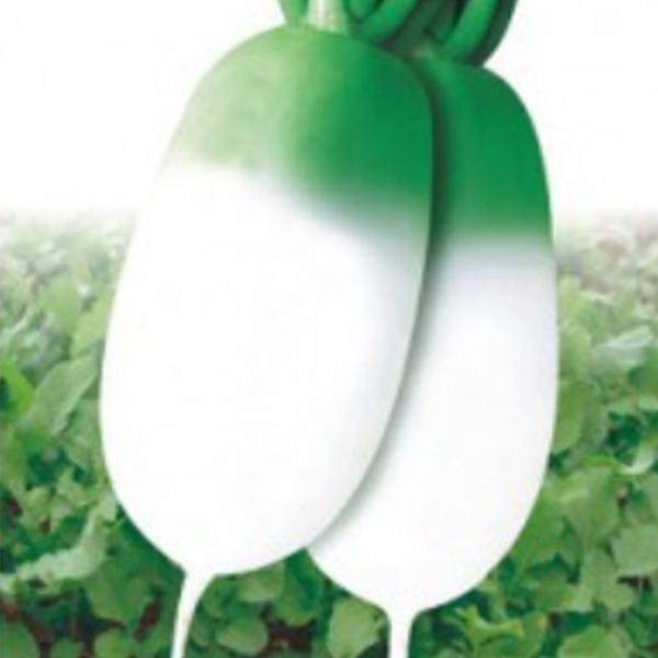 야채 김장 가을 무 무우 채소 품종 종자 씨앗 300립