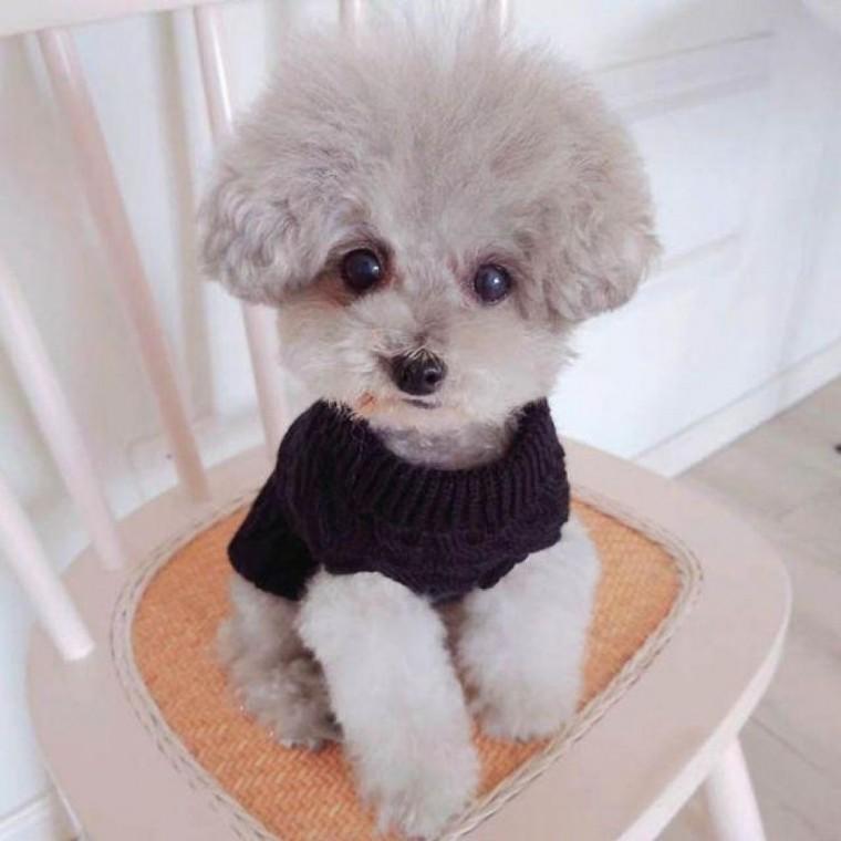 강아지 겨울옷 신축성이 좋아 편안한 반려동물 스웨터