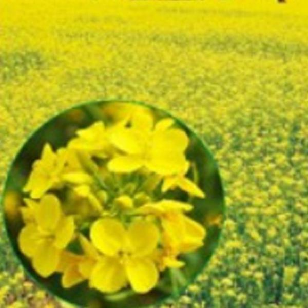 커몬 정원 야생화 꽃씨 품종 종자 유채 6kg 씨앗