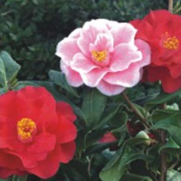 동백나무 재래종 나무 종자 품종 식물 씨 씨앗 50립