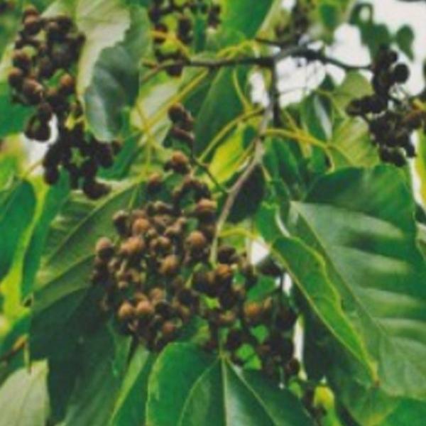 헛개나무 나무 지구자 종자 품종 식물 씨앗 500립