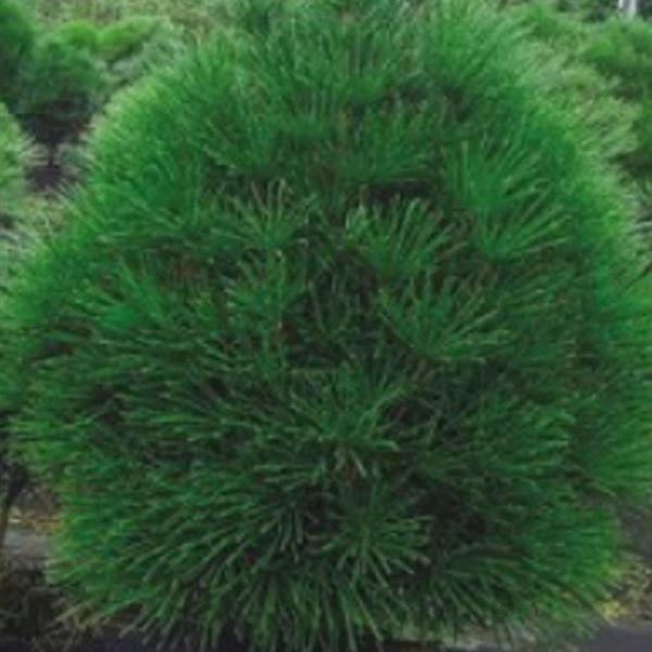 금송나무 나무 정원수 종자 품종 식물 씨 씨앗 20립