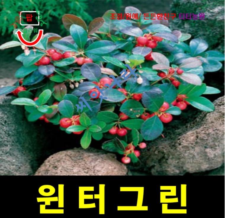 (씨앗나라) 스노우베리 겨울의녹색 윈터그린 씨앗5립