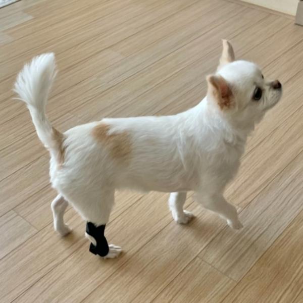 강아지 슬개골 탈구 보호대 소형