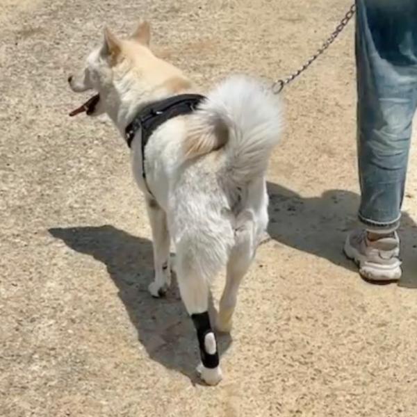 강아지 슬개골 탈구 보호대 대형