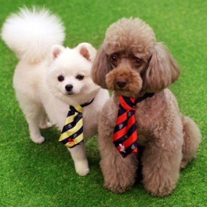 강아지 넥타이 스카프 애견 악세사리 보타이 M