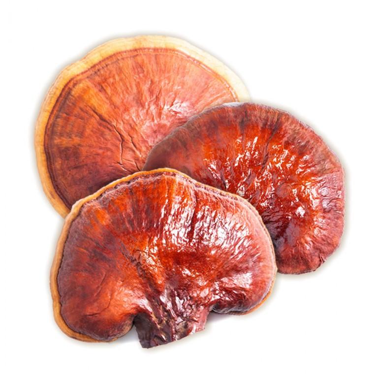 신선약초 국산 영지버섯 1kg