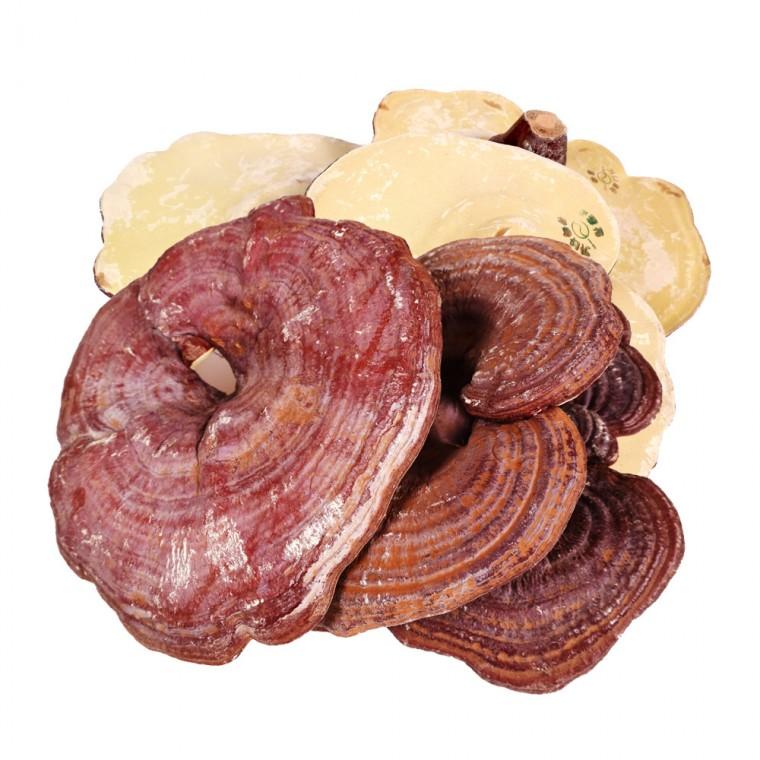 신선약초 국산 영지버섯 500g