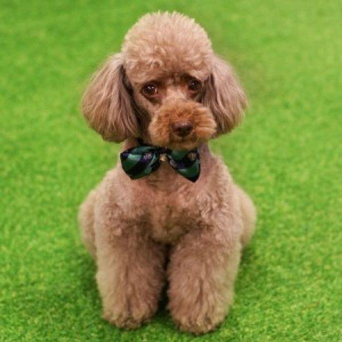 강아지 보타이 스카프 애견 악세사리 넥타이 M