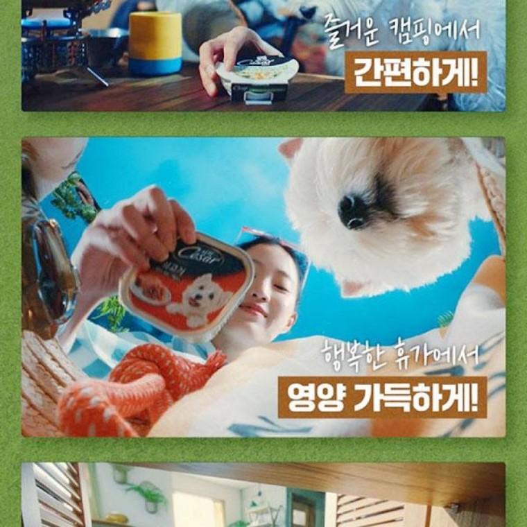 강아지 간식 시저 시그니처 믹스팩 고기캔 100g 6개 닭고기캔 100g 6개 쇠고기야채 파우치 70g 2개