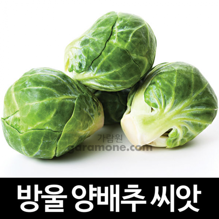 방울양배추씨앗 100알