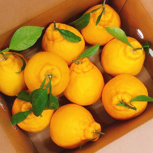 [제주햇살 담은] 제주 한라봉 [2kg-4kg] [무지박스]