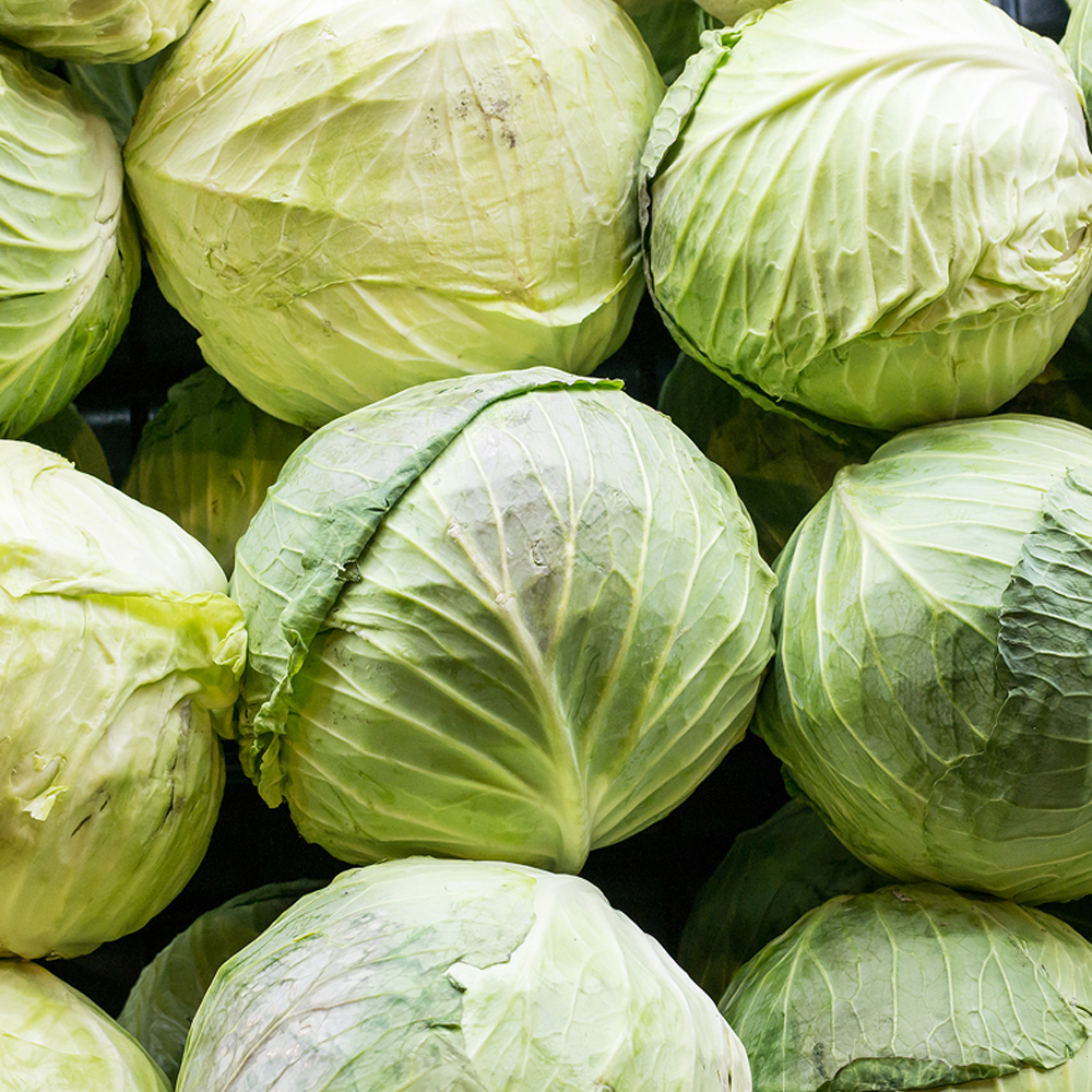 [DV] 산지직송 아삭 달달 국내산 양배추 개당 1.5kg 내외