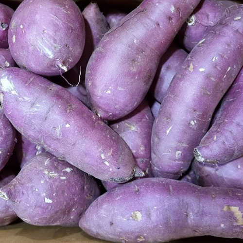 [베니하루카] 꿀 고구마 [2kg-4kg] [한입/왕/특상]