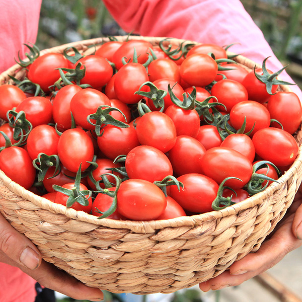 [GAP인증] 대추 방울토마토 [2kg-5kg]