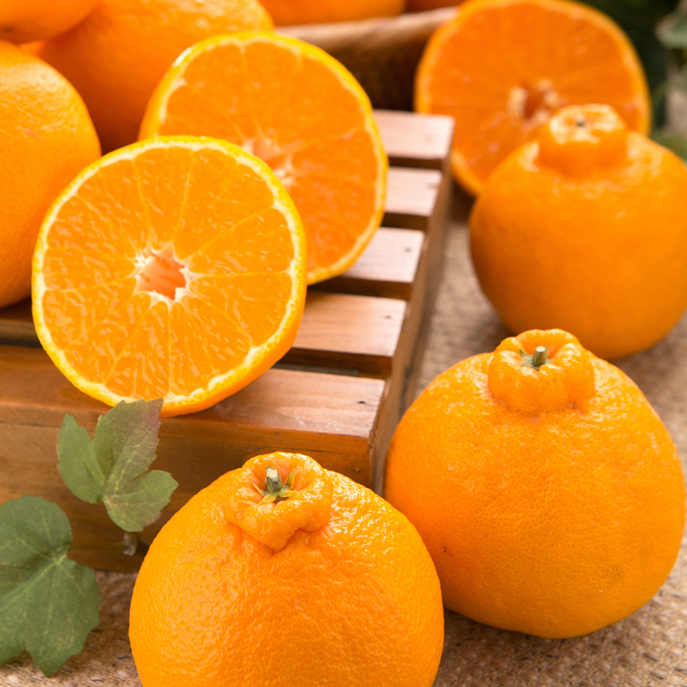 [DV] 고당도 제주 노지 한라봉 가정용 5kg 10kg