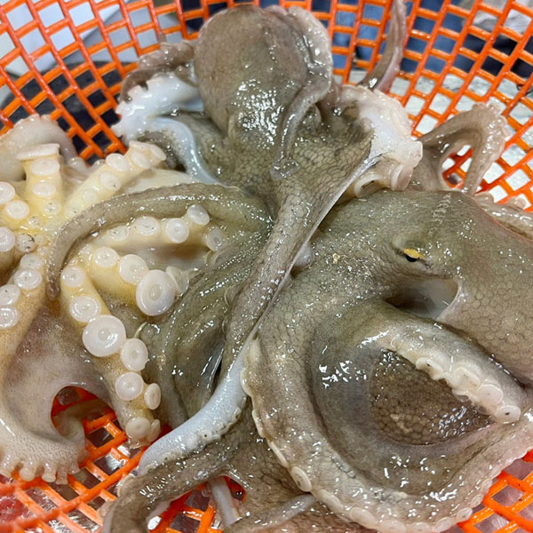 [당일조업] 자연산 활 쭈꾸미 1kg(6~14미)