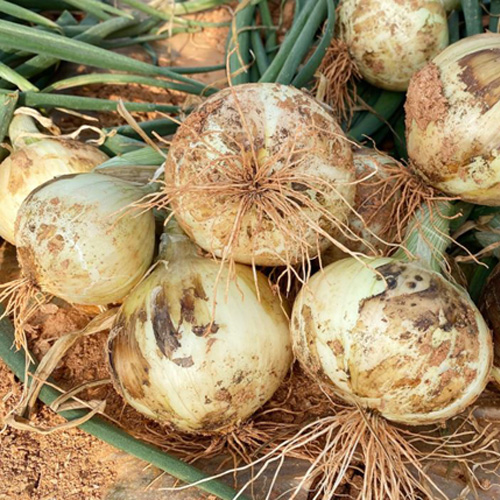 [햇양파] 국내산_달달한 양파 [2kg-4kg/특상/중소과]