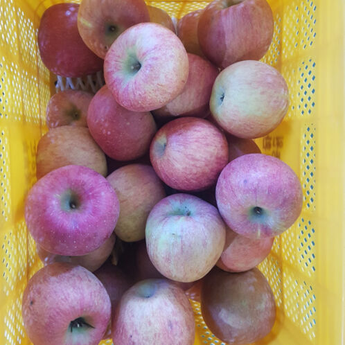 [청송_햇사과] 가정용_부사 1kg [중소과/중대과]