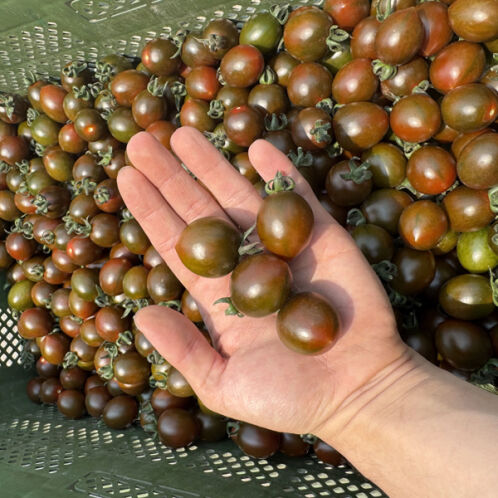 [산지직송] 흑대추 방울토마토 [500g-2kg]