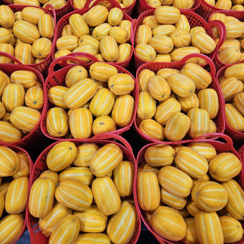 [성주참외] 성주 꿀참외 [2kg-5kg]