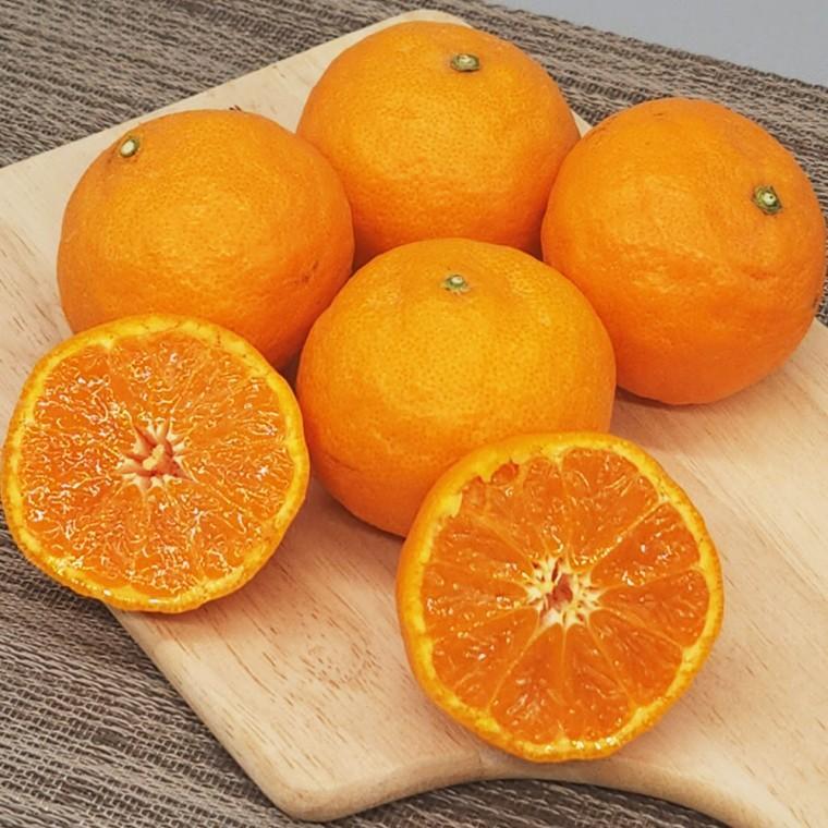 달콤 제주도 가정용 카라향 1.5kg 12-18과