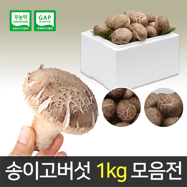 ★몸보신 선물 추천★ 송이고버섯 1kg 1등급 2등급 3등급 못난이 버섯 모음