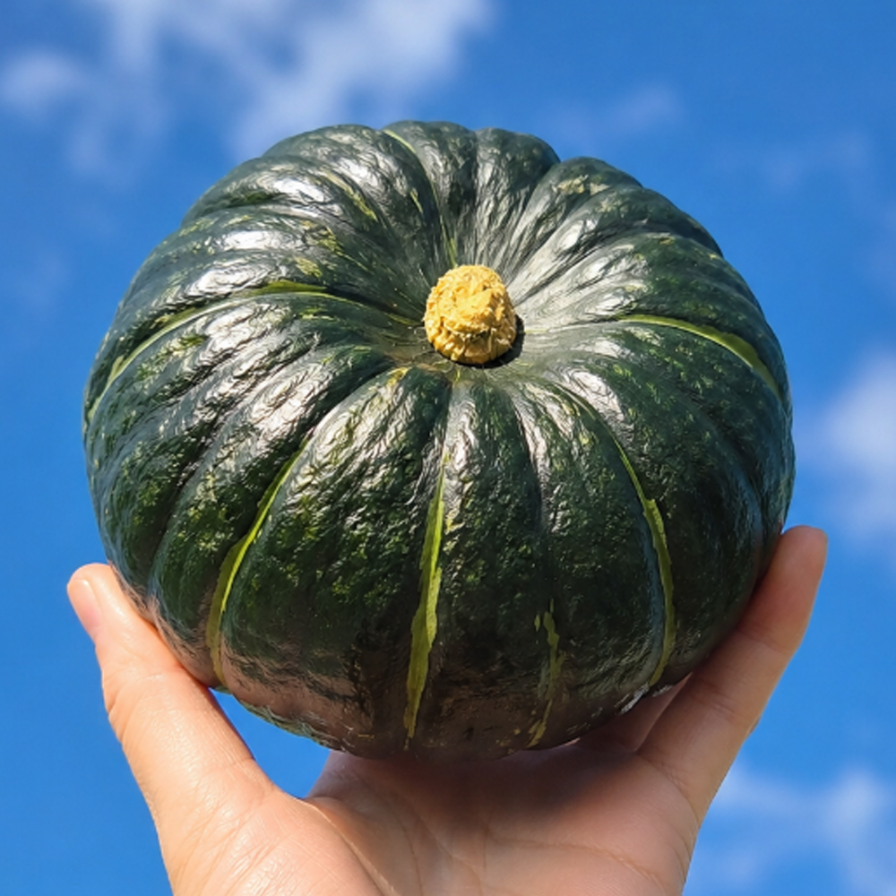 [DV] 제주 미니밤호박 단호박 보우짱 1kg 2kg 3kg