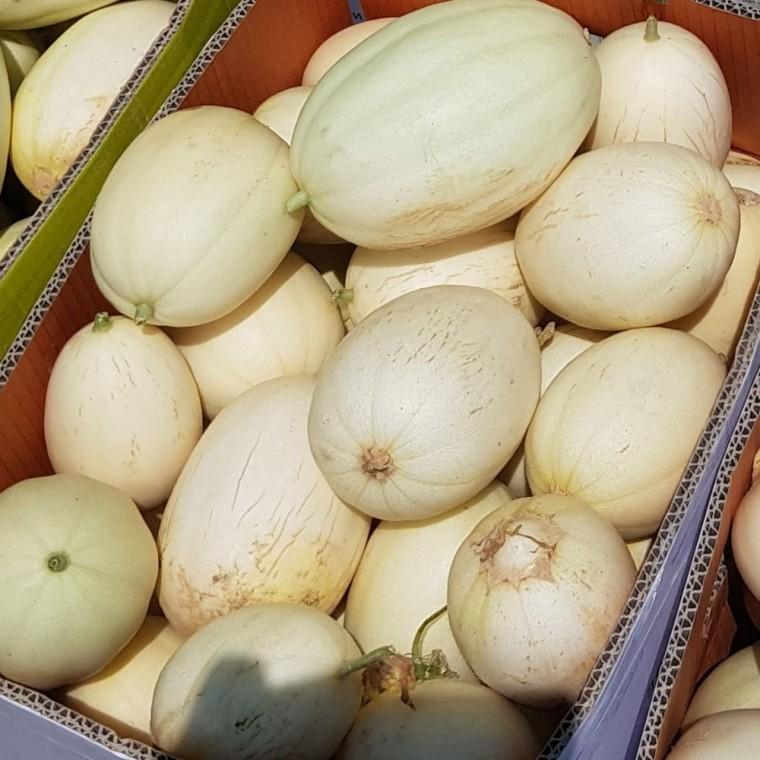 설향메론 가정용 1kg