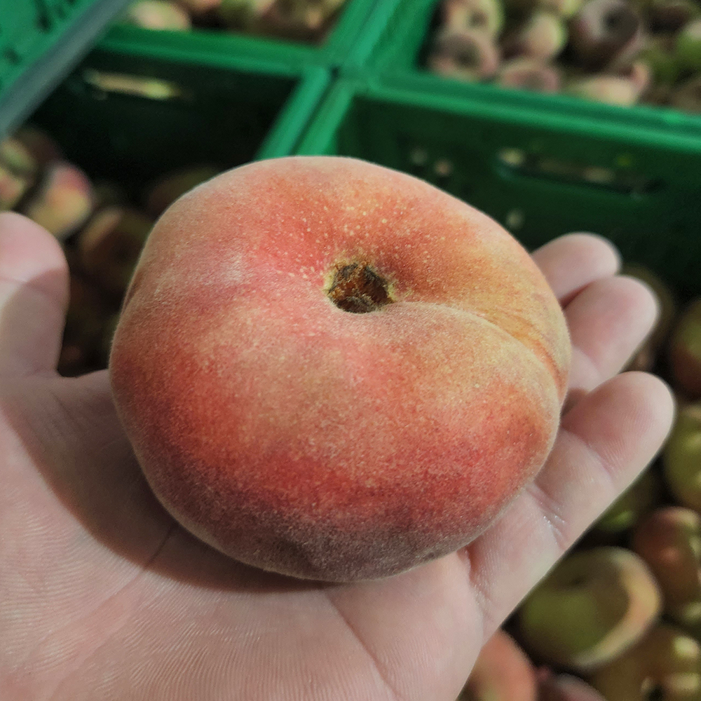[솜이담이] 기간한정 희귀품종 달콤과즙의 향기 거반도 납작복숭아 500g~1kg