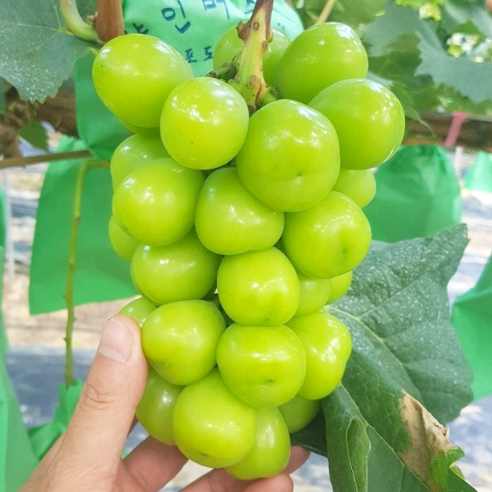 [솜이담이] 기간한정 특가 싱그러운 고당도 샤인머스켓 500g~2kg