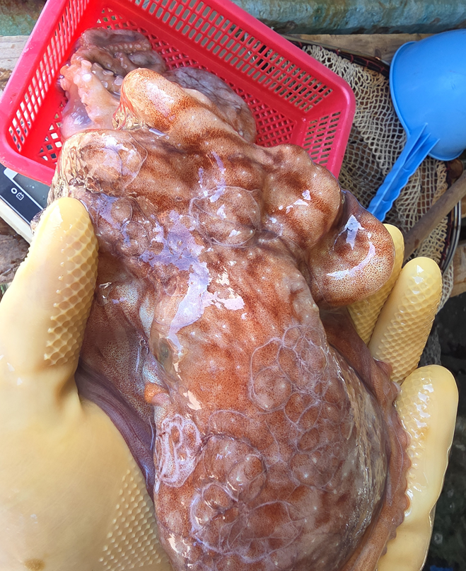 [솜이담이] 쫄깃한 식감과 풍부한 감칠맛 국내산 발문어 1kg (1~3미)