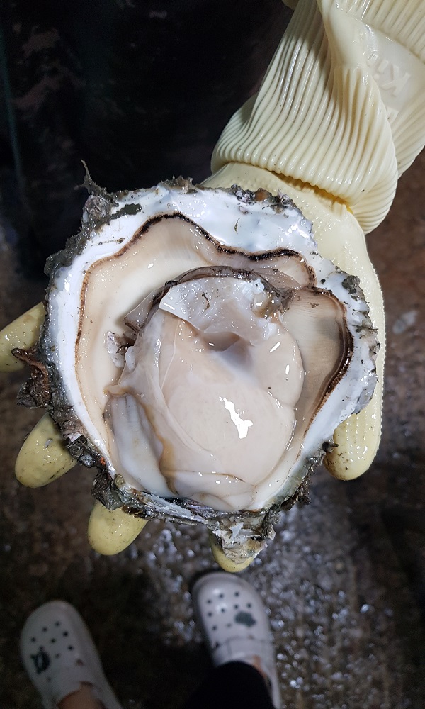 [솜이담이] 청정바위 아래서 자란 한입가득 자연의 맛 바위굴 3kg내외