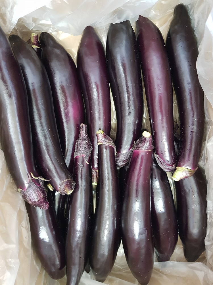 [솜이담이] 맛과 영양만점 국내산 가정용 가지 1kg~5kg