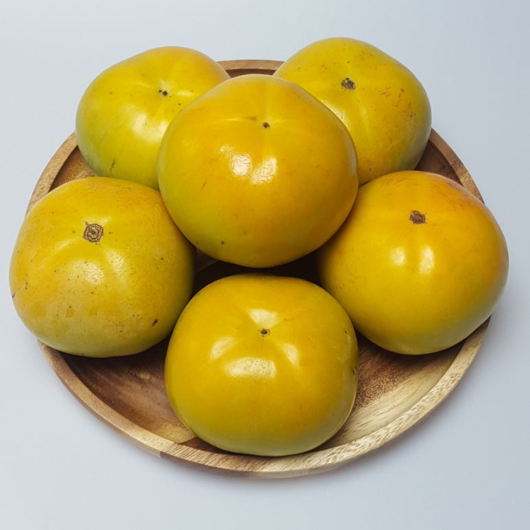 [솜이담이] 풍요로운 가을 고당도 알이꽉찬 정품 태주단감 1kg~5kg