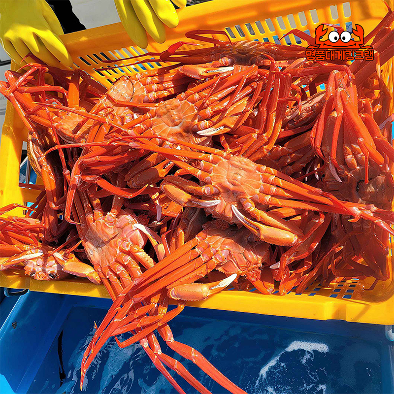 자연산 설탕홍게 3kg 찜비무료 속초