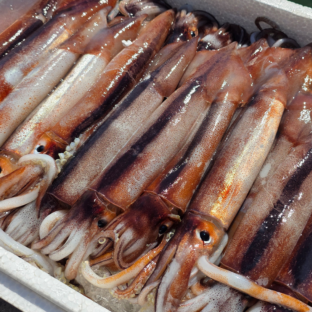 [동천] 통영 산지직송 생물 오징어 1kg (2-6미 내외)