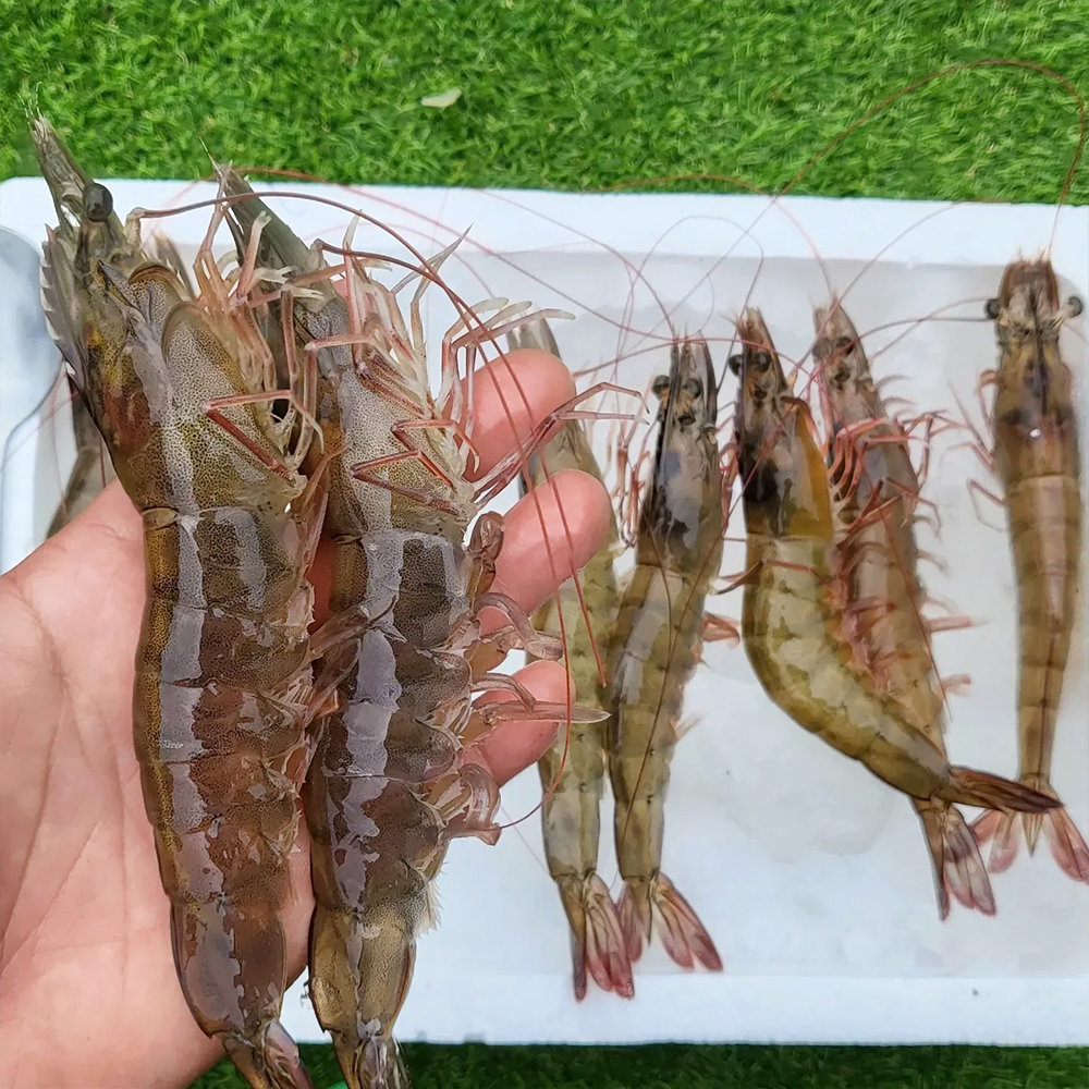 [솜이담이] 마지막물량 핫딜 흰다리새우 1kg (40미내외)~2kg (80미내외)