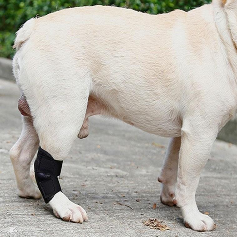 애견슬개골보호대 강아지슬개골보호대 강아지관절보호대 애견무릎보호대 강아지쓸개골보호대 강아지다리보